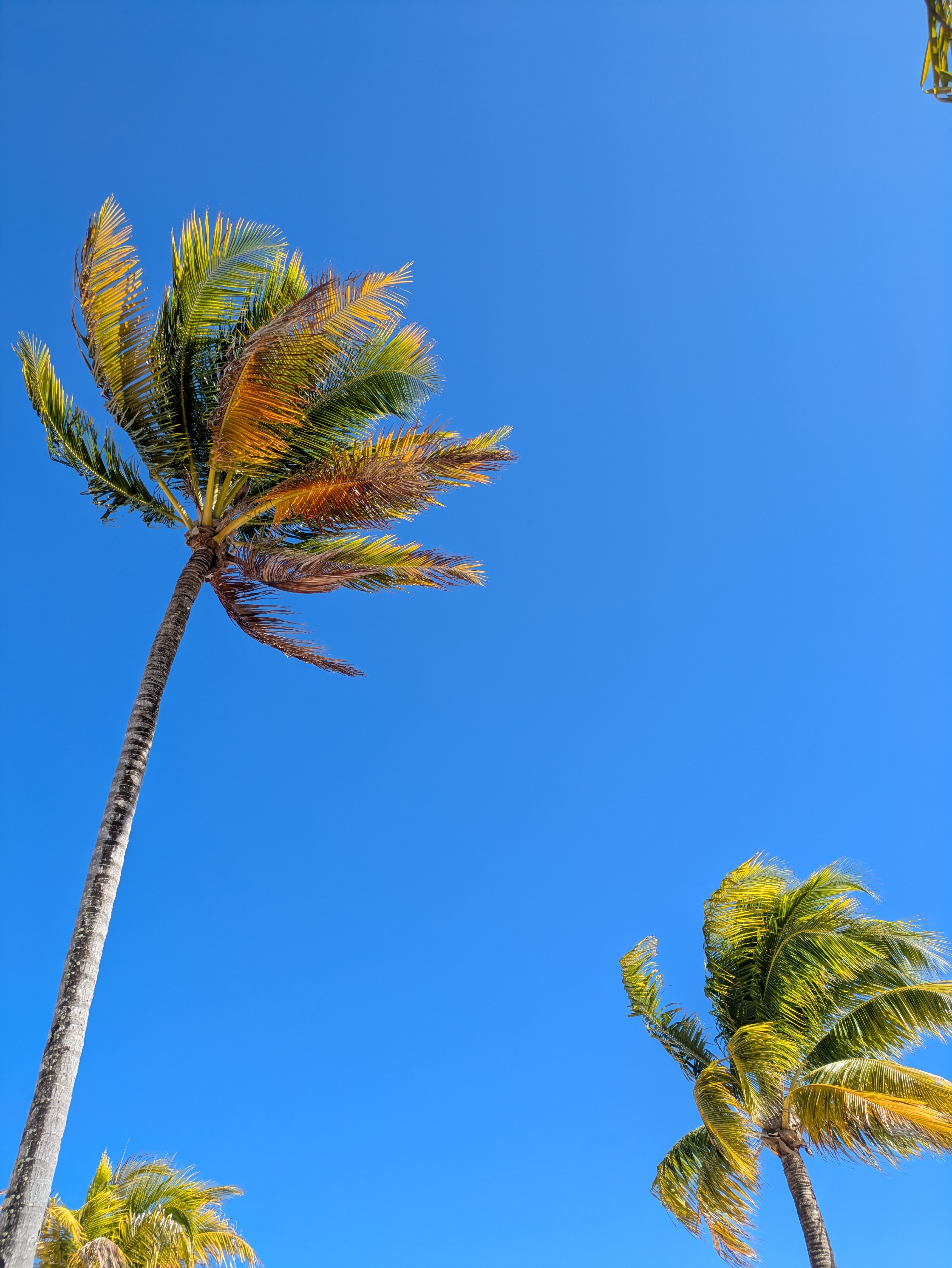 Cruise Brothers Travel Agent Colleen Natarajan